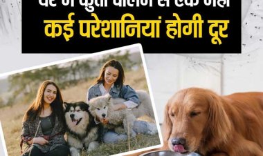 घर में कुत्ता पालने के हैं अनेकों लाभ,  माना जाता है बेहद शुभ