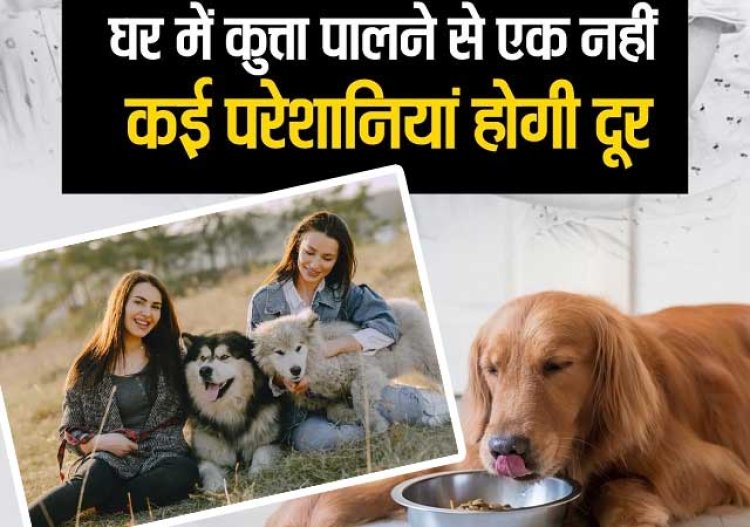 घर में कुत्ता पालने के हैं अनेकों लाभ,  माना जाता है बेहद शुभ