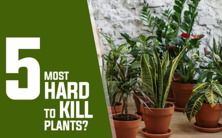 5 hard to kill plants for beginners 